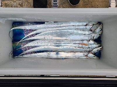 お久しぶりの太刀魚!