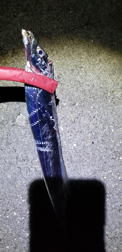 久しぶりのポイントでタチウオ