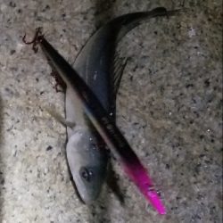 今季初物　チーバス(笑)