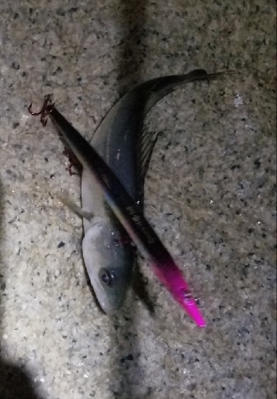 今季初物　チーバス(笑)