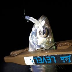 淡路島アジング