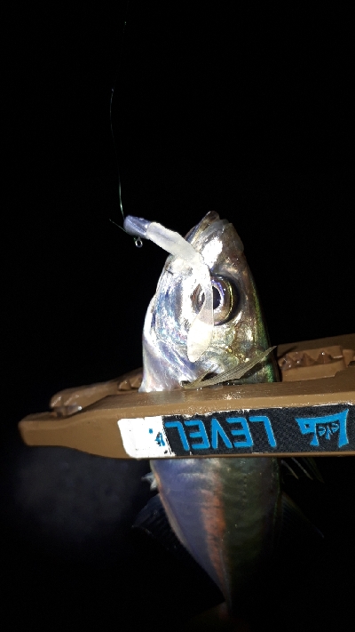 淡路島アジング