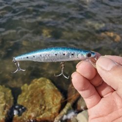 其の魚、狂暴につき。
