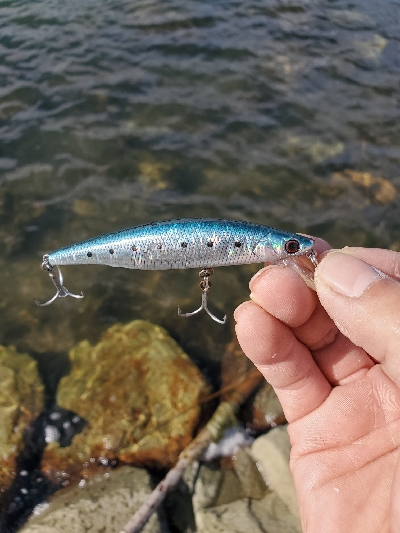 其の魚、狂暴につき。