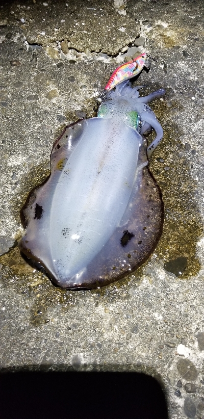 ２週間ぶりのエギングで