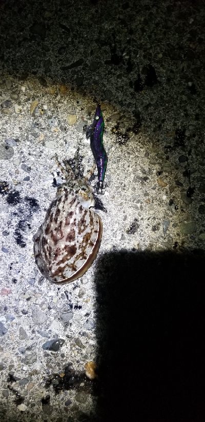 刺身が食べたいと思い立ち。