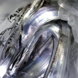 初島漁港からカルモの波止でタチウオ