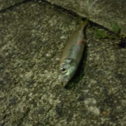 アジング&ショアジギング