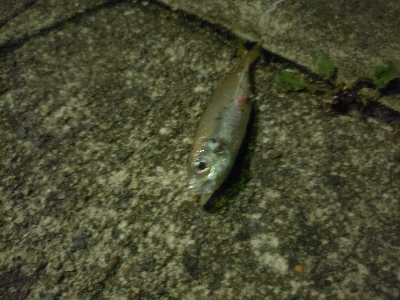 アジング&ショアジギング