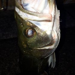 シーバスを狙ってシーバスを釣る