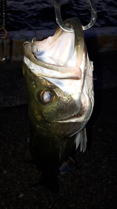 シーバスを狙ってシーバスを釣る