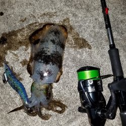 ぼちぼちサイズアップ