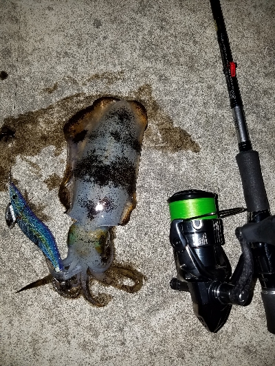 ぼちぼちサイズアップ