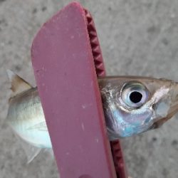 やっぱりアジ&サバ