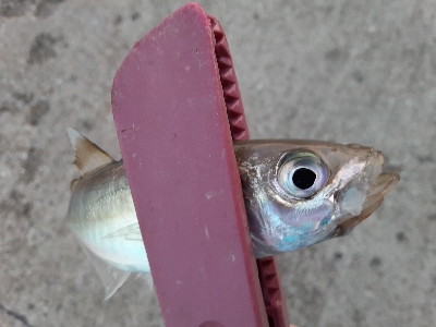 やっぱりアジ&サバ