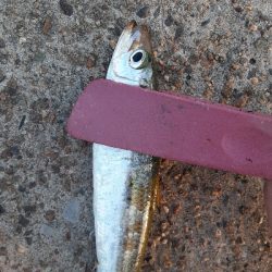 タチウオ✕青物✕　アジ&サバ&マイワシのみ