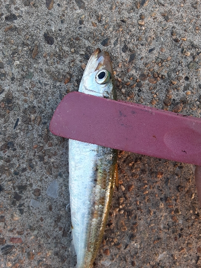 タチウオ✕青物✕　アジ&サバ&マイワシのみ