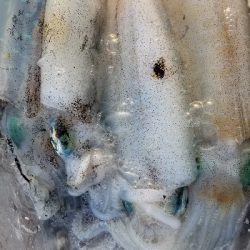 偽情報対策これが千田漁港だよ