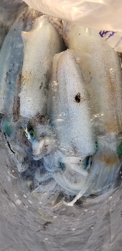 偽情報対策これが千田漁港だよ