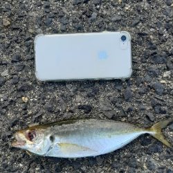 古い鱒レンジャー久しぶり登場