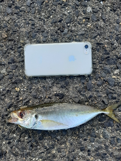 古い鱒レンジャー久しぶり登場