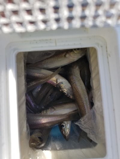 今日は満足です