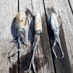 秋アオリイカ調査隊