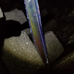 マズメ版タチウオ講座　参考に