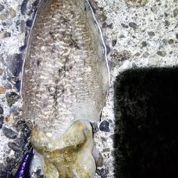 苦手大潮克服？今季最大イカGET