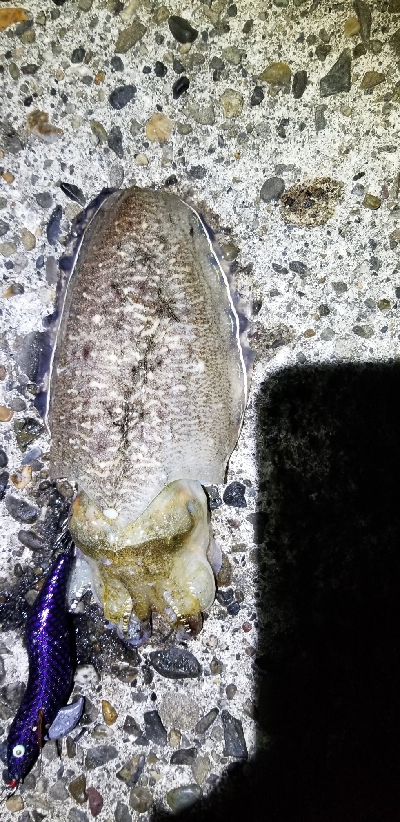 苦手大潮克服？今季最大イカGET