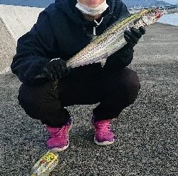 サゴシ 朝 ケーソン