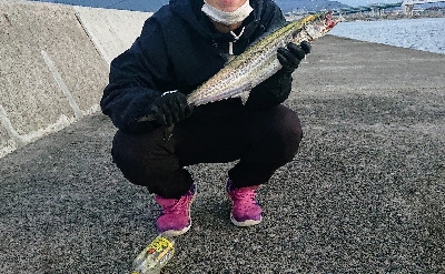 サゴシ 朝 ケーソン