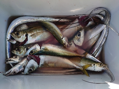 魚の刃～無限バイト編～