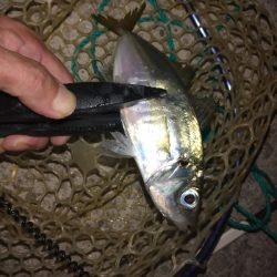 中アジ時々小アジサバ