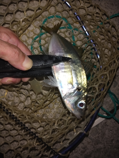 中アジ時々小アジサバ