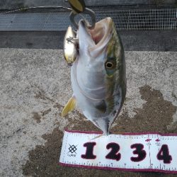 今年メジロ2本目