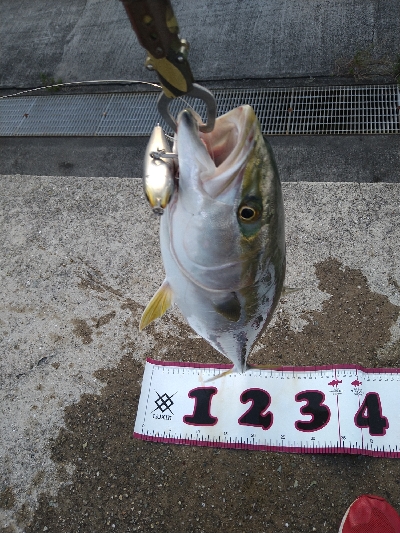 今年メジロ2本目