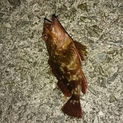 獲れたのはハマチ一本…サゴシカッター！鰤ｶｽﾀﾑ返せ‼