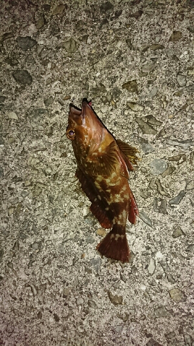 獲れたのはハマチ一本…サゴシカッター！鰤ｶｽﾀﾑ返せ‼