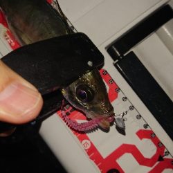 アジングテスト