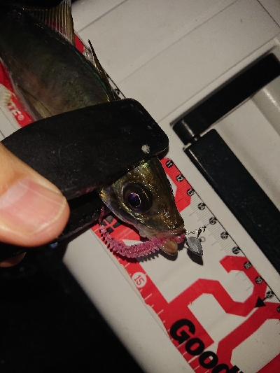 アジングテスト