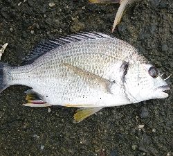 最近 あたりがない⤵️