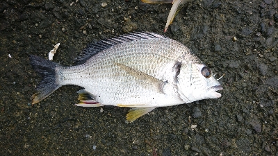 最近 あたりがない⤵…