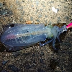 ムーンライトエギング