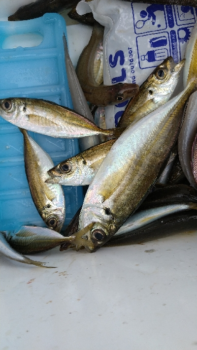 少し厳しい釣果