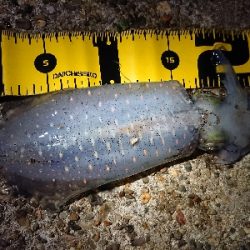 仕事終わりエギング