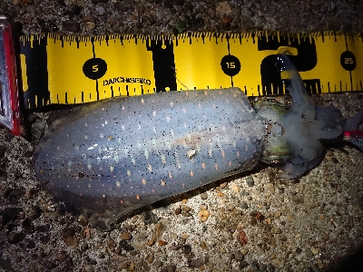 仕事終わりエギング