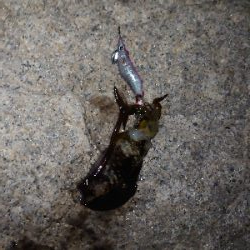 ちょいシブめのエギング