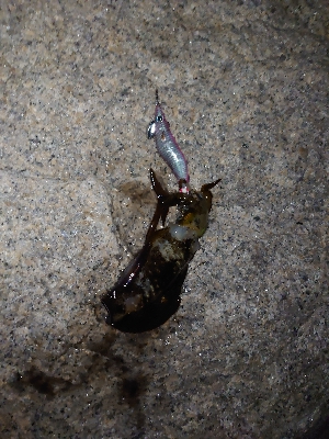 ちょいシブめのエギング