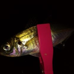 台風一過アジング